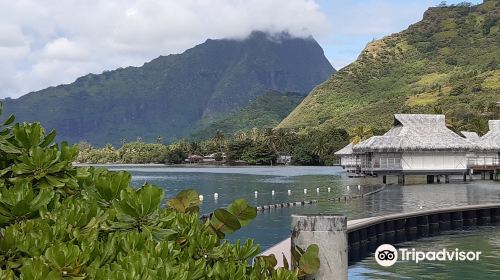 Moorea Dolphin Center