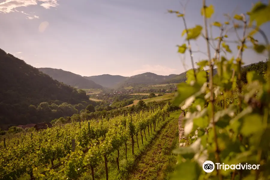 Weingut Martin Muthenthaler