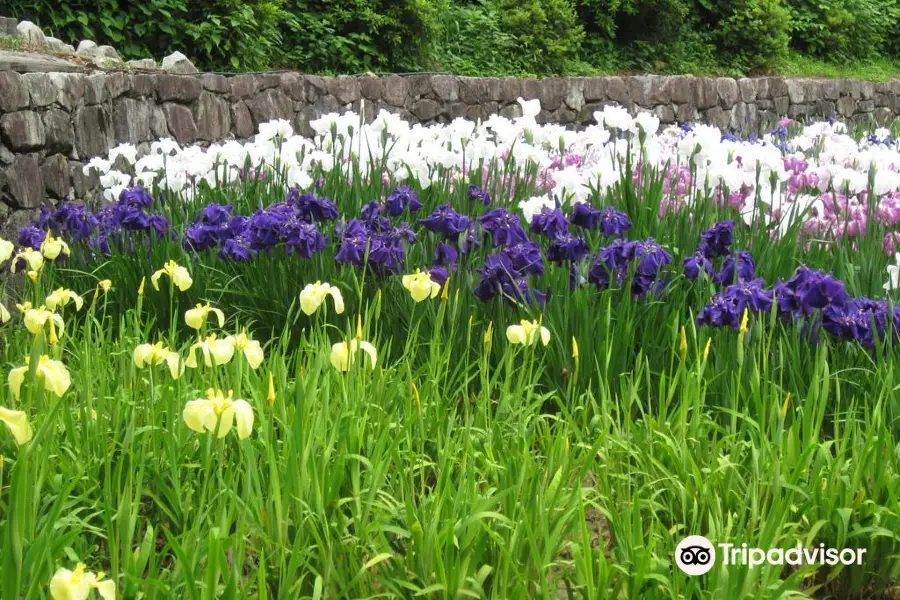 播州山崎花菖蒲園