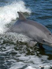 Anna Maria Island Dolphin Tours