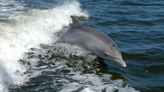 Anna Maria Island Dolphin Tours