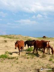 Corolla Wild Horse Fund