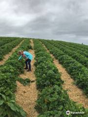 Charleton Fruit Farm