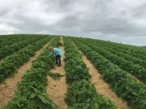 Charleton Fruit Farm