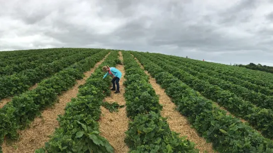 Charleton Fruit Farm