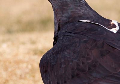 Dullstroom Bird Of Prey & Rehabilitation Centre