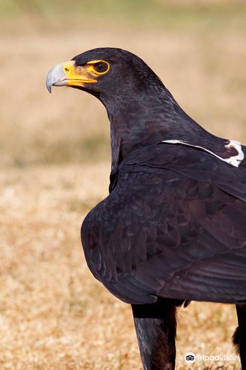 Dullstroom Bird of Prey & Rehabilitation Centre