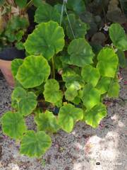 Conservatoire Du Begonia