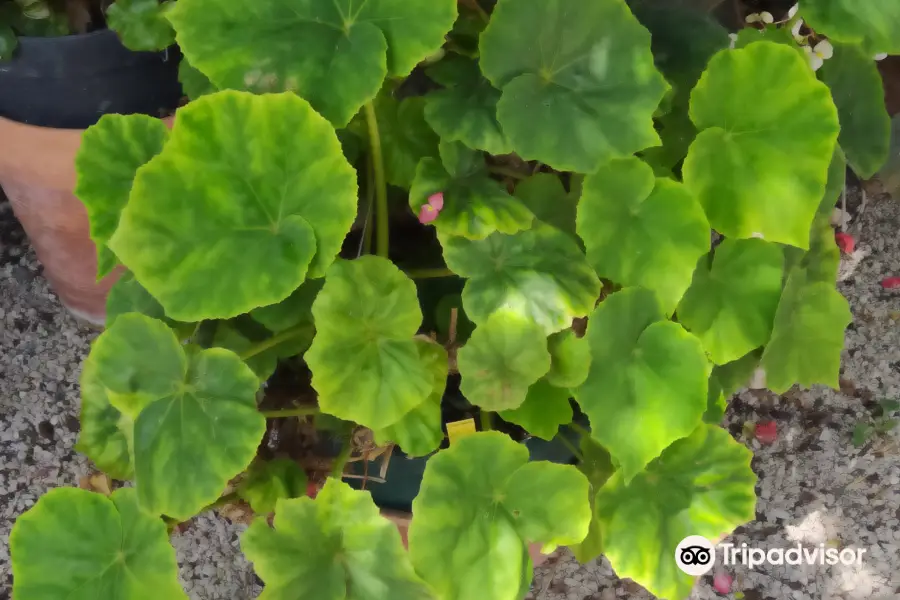 Conservatoire Du Begonia