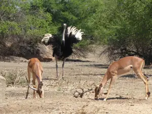 Game Reserve Rd