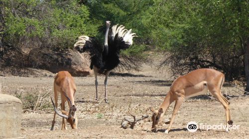 Game Reserve Rd