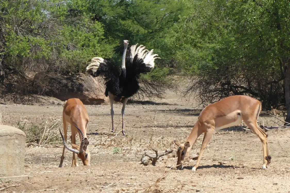 Hotel dekat Gaborone Game Reserve