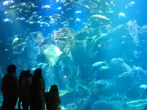 男鹿水族館GAO