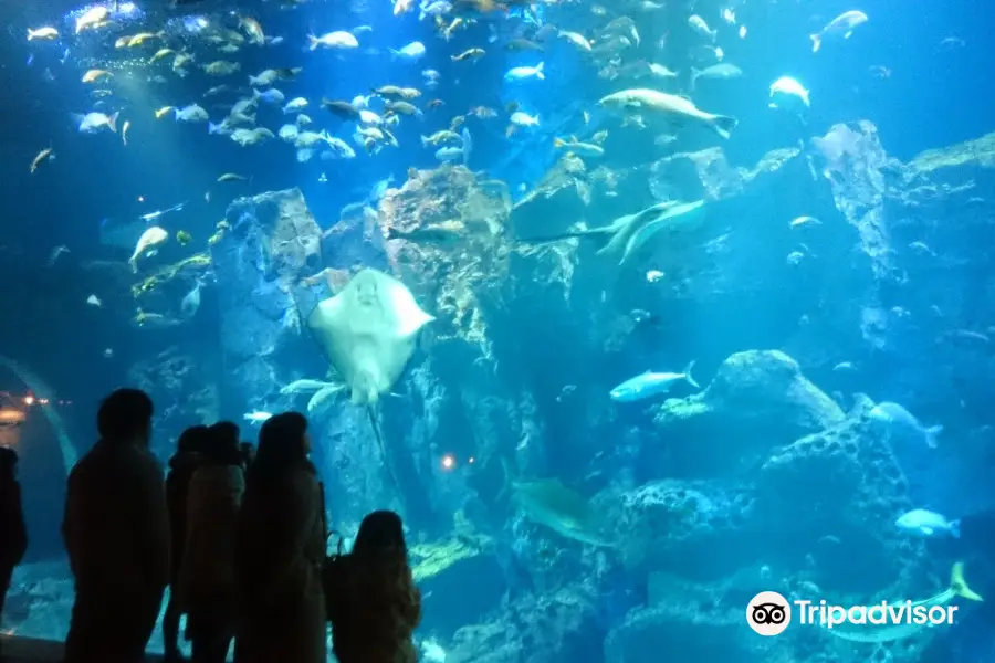 男鹿水族館GAO