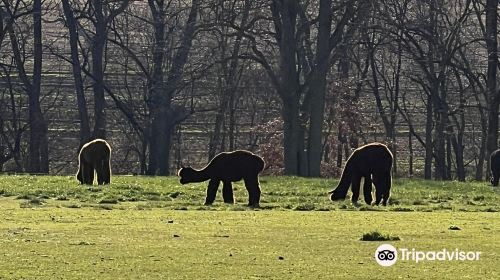 Eastland Alpacas