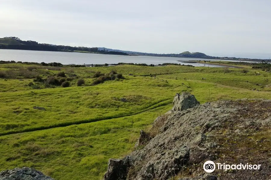 Otuataua Stonefields Reserve