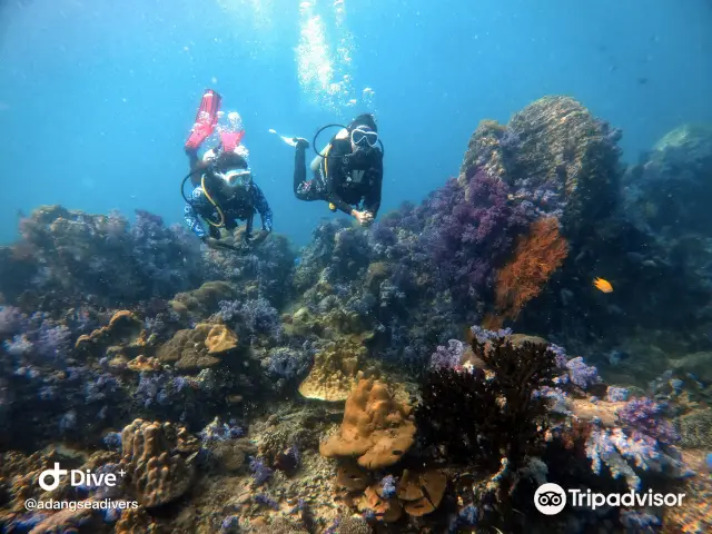 Diving in Koh Lipe
