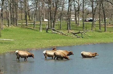 Phillips Park Zoo