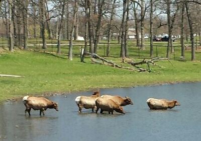 Phillips Park Zoo