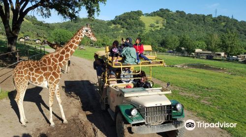 Safari West