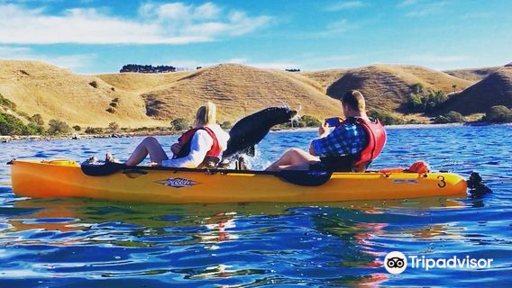 Seal Kayak Kaikoura