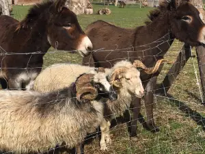 Parc animalier de la matarelle