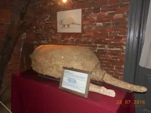 Museo Paleontologico