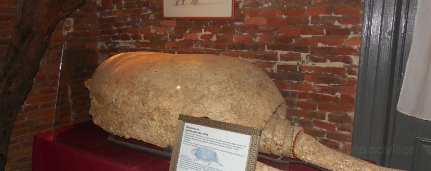 Museo Paleontologico