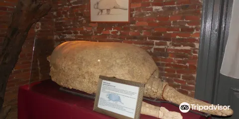 Museo Paleontologico