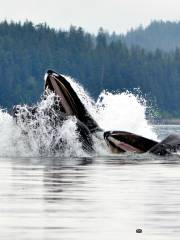 Icy Strait Point - Whale & Marine Mammals Cruise