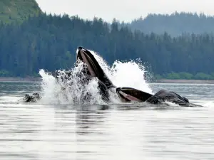 Icy Strait Point