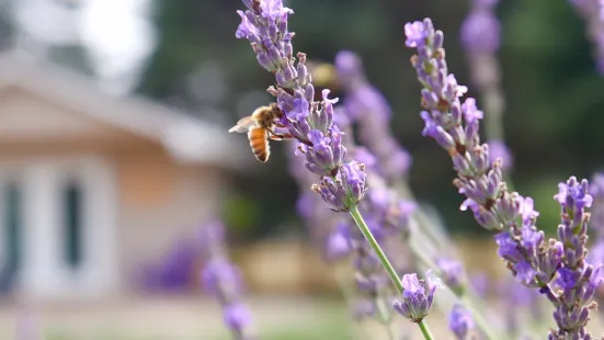 Pinnebog Creek Lavender Farm