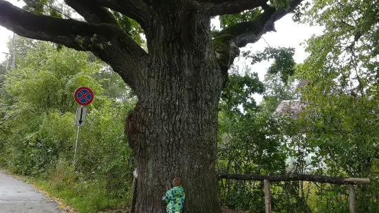 Kauguri Giant Oak