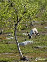 Stabbursdalen nasjonalpark