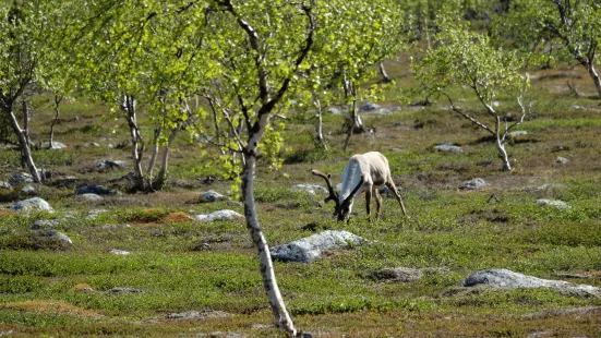 Stabbursdalen nasjonalpark