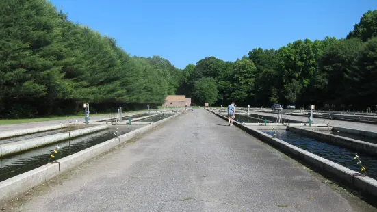 Buford Trout Hatchery - Wildlife Resources Division