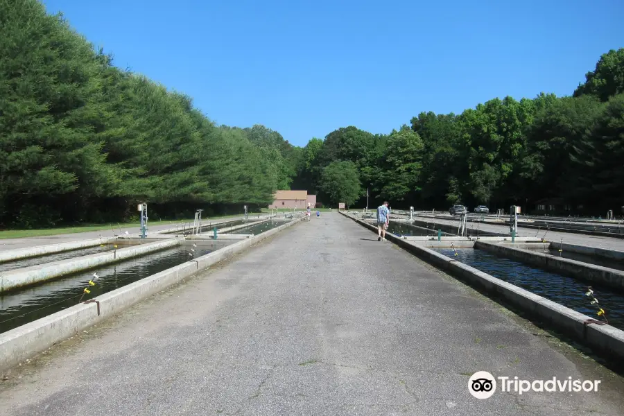 Buford Trout Hatchery - Wildlife Resources Division