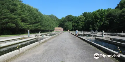 Buford Trout Hatchery - Wildlife Resources Division
