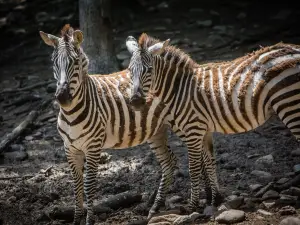Catoctin Wildlife Preserve
