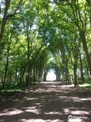 Foret de Saint-Germain-en-Laye