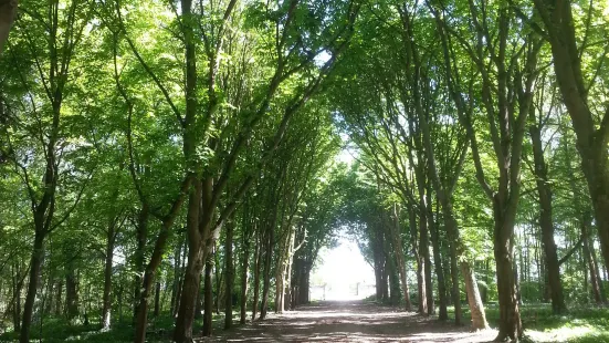 Foret de Saint-Germain-en-Laye