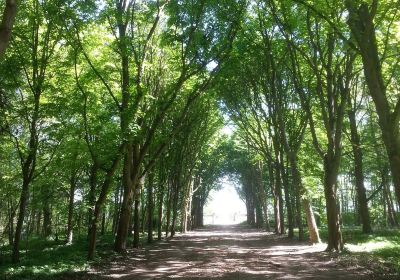 Forêt domaniale de Saint-Germain