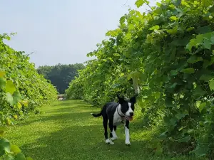 Northern Sun Winery and Vineyards