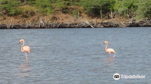 Pekelmeer Flamingo Sanctuary