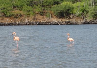 Pekelmeer Flamingo Sanctuary