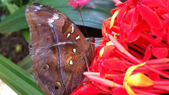 Gita Persada Butterfly Park