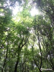 Hwansang Forest