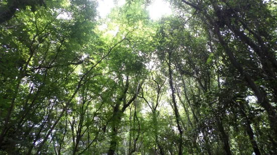 Hwansang Forest