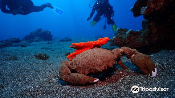 Maui Dreams Dive Co