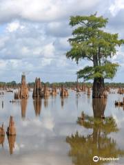 McGee's Louisiana Swamp & Airboat Tours